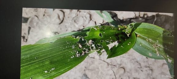 Fall army worm attacks maize, 50% plants destroyed