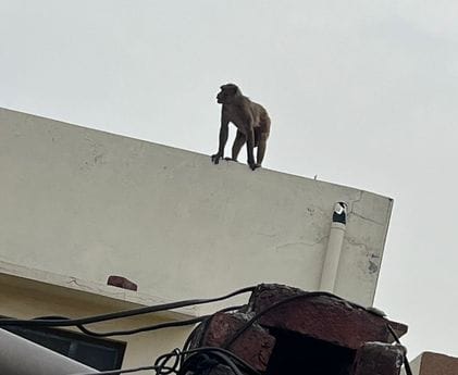 Villagers are troubled by the terror of monkeys in Morkhedi