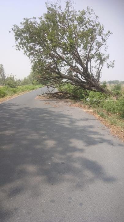 A tree broken by a storm has been lying on the road for 15 days