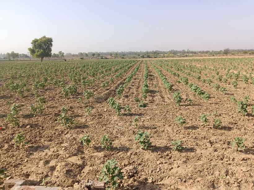 The area under cotton cultivation has decreased by 30% in the last 10 years