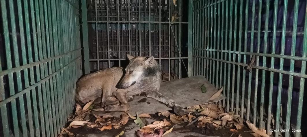 Bahraich: Wolf carcass found during search operation, forest department refuses to make the body public
