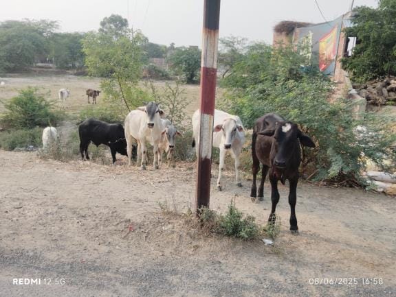 Anna cattle are attacking crops