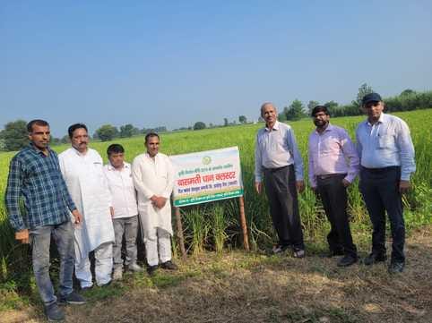 Basmati rice prepared in Shamli smells good in Saudi Arabia