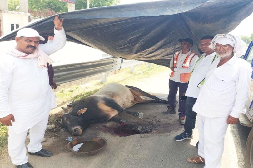 Two bulls clashed on Agra highway, one's horns broken, the other's legs