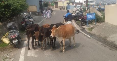 Stray animals increase the risk of accidents