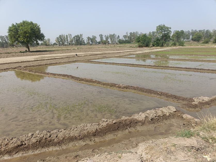 40% paddy seedlings were damaged due to 42 degree temperature