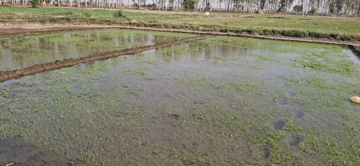Paddy seedlings are burning due to intense sunlight