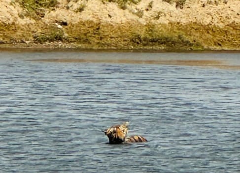 MP NEWS: The injured tigress kept writhing in pain in the pond for two days