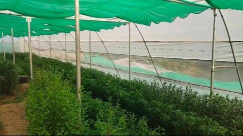 The smell of Holland's Lilium is blooming in Raikot, it is being sold in crores in Delhi