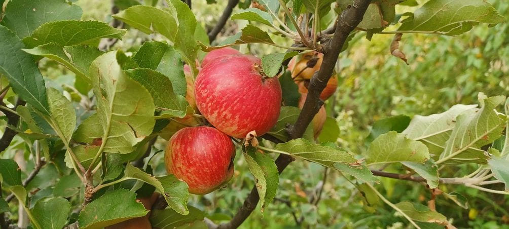 Gardeners are happy with the colour coming in Tideman, Red June and Summer Queen apple varieties