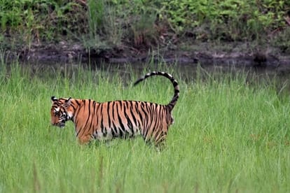 UP News: बाघ ने युवक को बनाया निवाला, पशुओं के लिए घास लेने गया था; खेत में पड़े मिले अवशेष tiger killed young man who had gone to collect grass for animals In Sitapur his remains were found in field