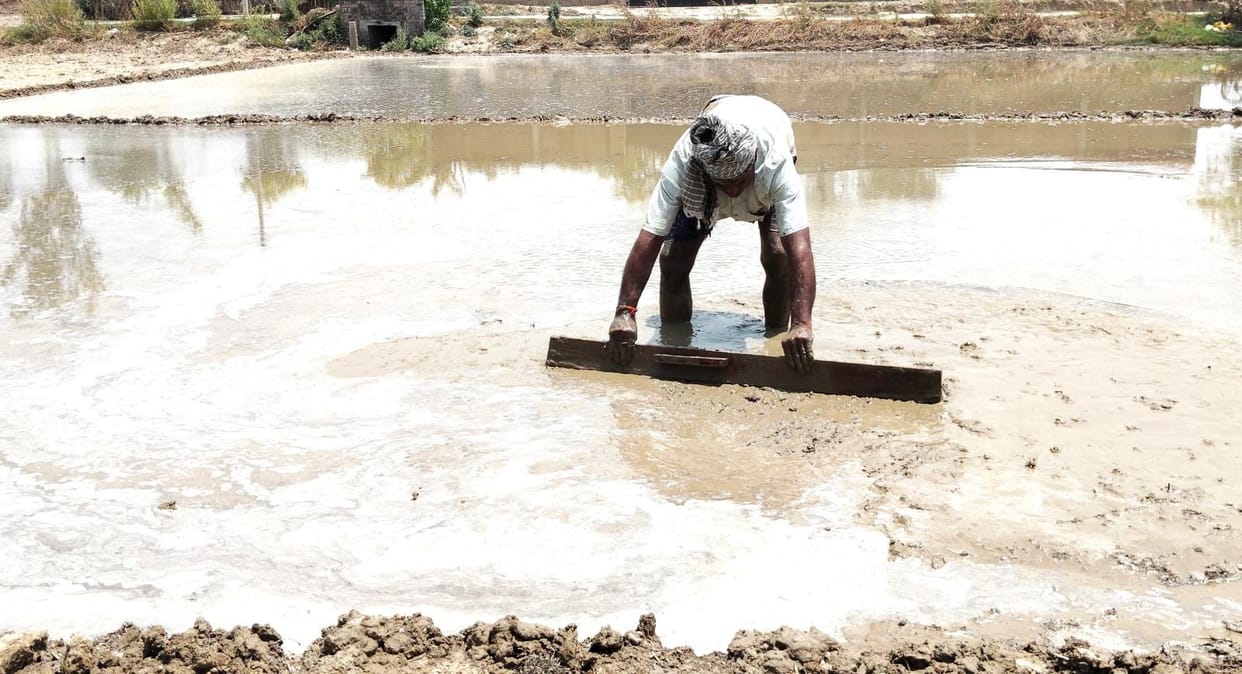 Farmers are sweating hard to establish paddy nursery