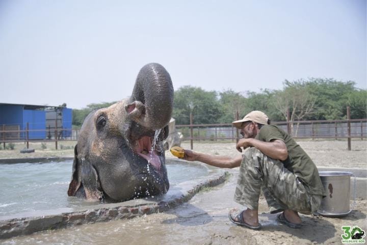 Elephants and bears will not feel hot