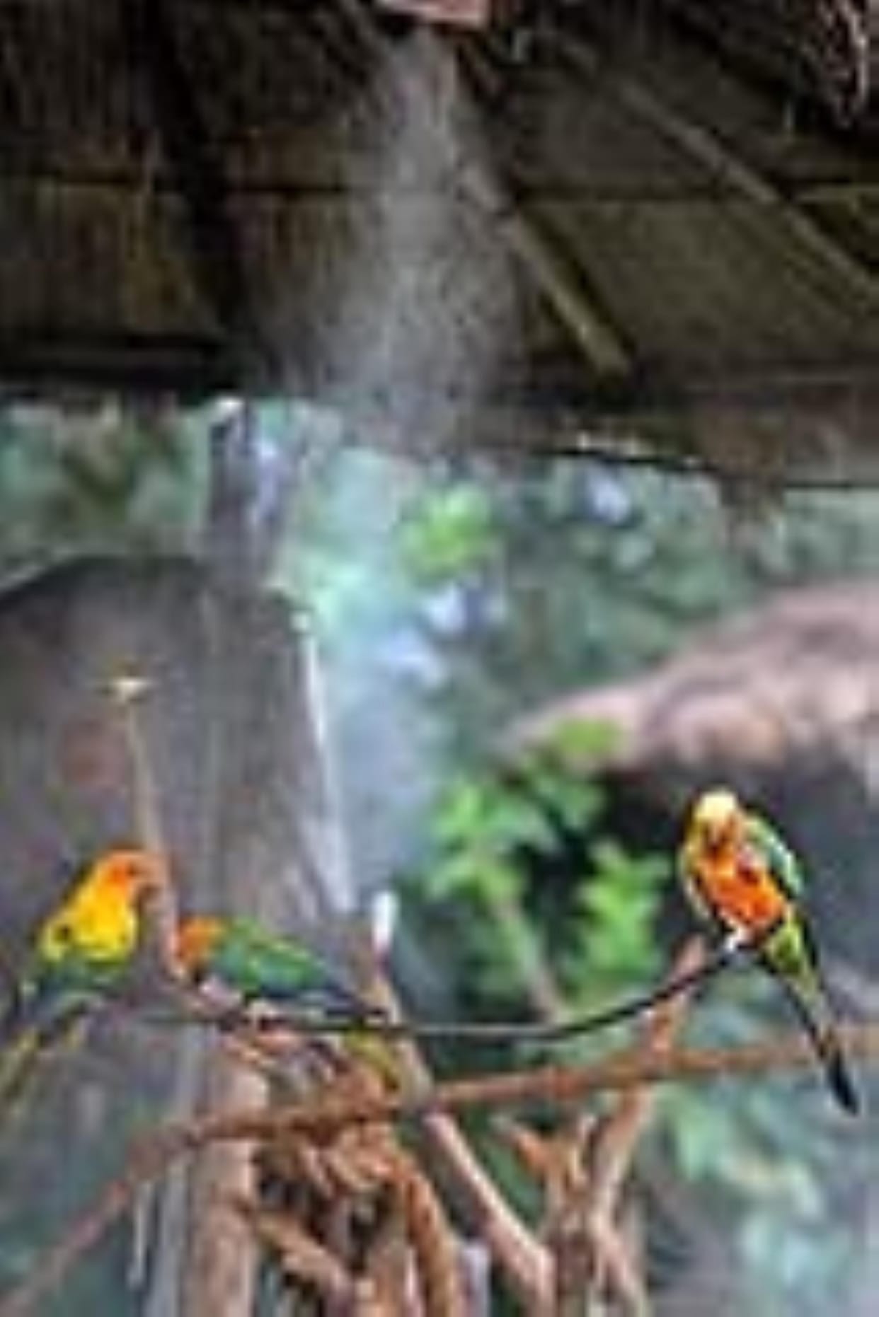 The heat has started bothering the birds too, water fans and coolers installed in the bird park