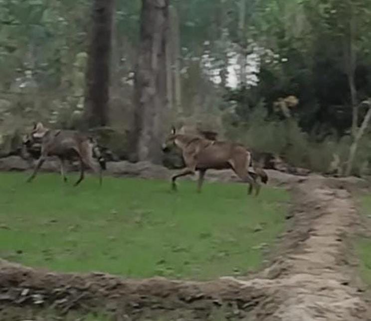 Claim of seeing two wolves in the village, video goes viral