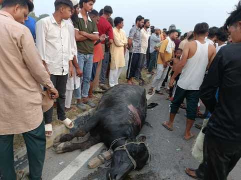 Farmer and buffalo died due to collision with uncontrolled trolley