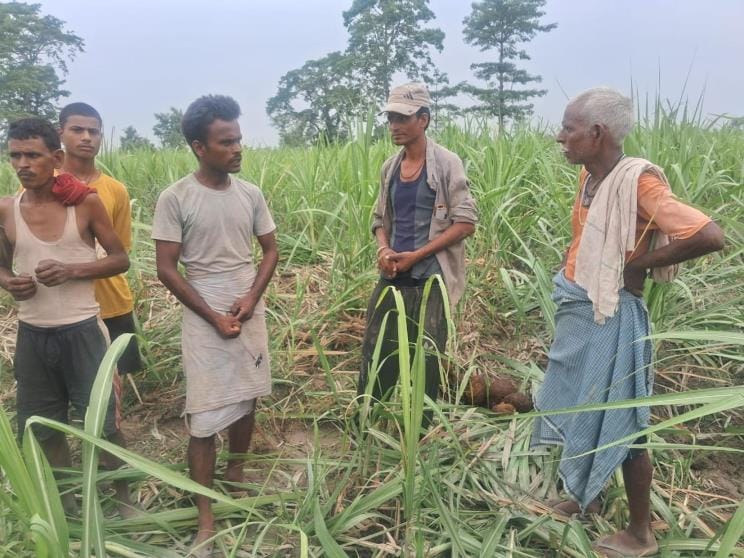Elephants wreaked havoc, destroying more than 50 acres of sugarcane crop