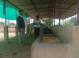 Cattle are suffering in the scorching tin shed in the scorching heat