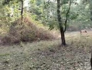 Seoni Pench Tiger Reserve: Video of thrilling fight between tiger and leopard goes viral