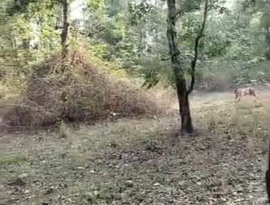 भागता तेंदुआ।