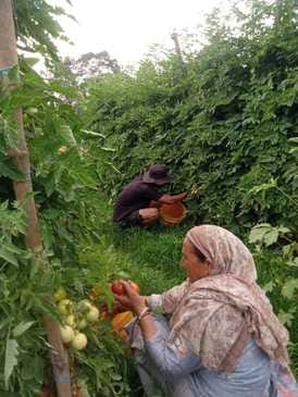 Crate of tomatoes sold for Rs 1100, being supplied in North India