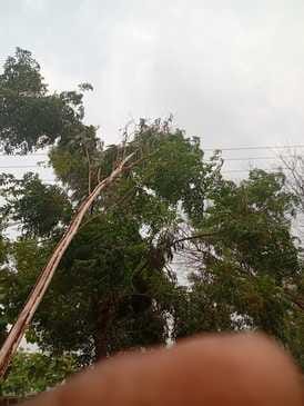 Trees and faults broken due to storm and rain, power supply disrupted for nine hours
