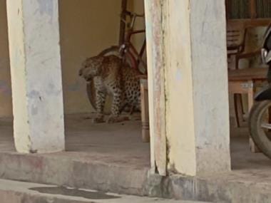 Leopard attacked, four injured