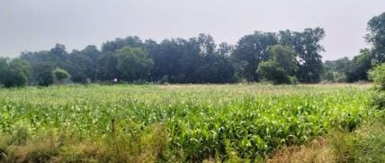 Jowar crop is getting poisonous due to heat and lack of irrigation