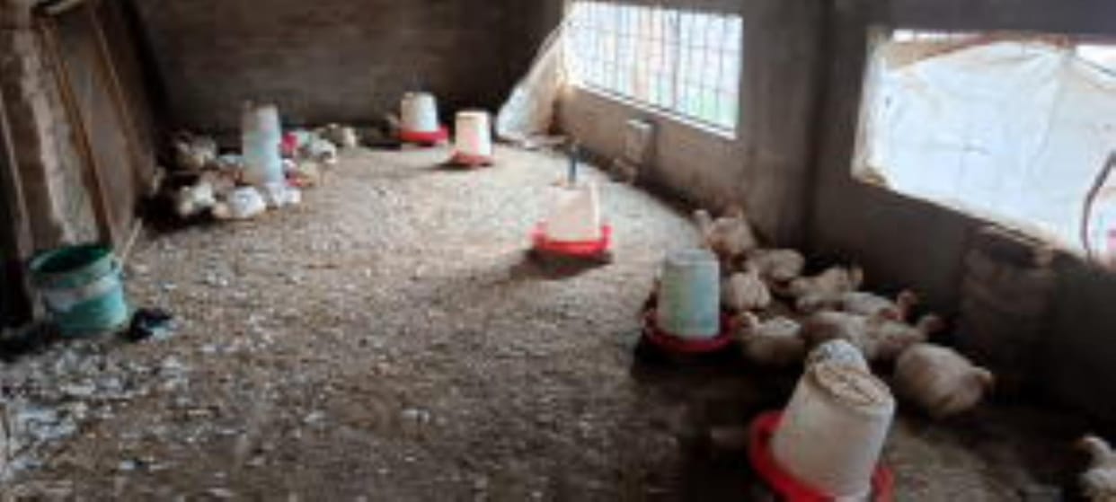 Market wavered due to fear of bird flu, buyers decreased