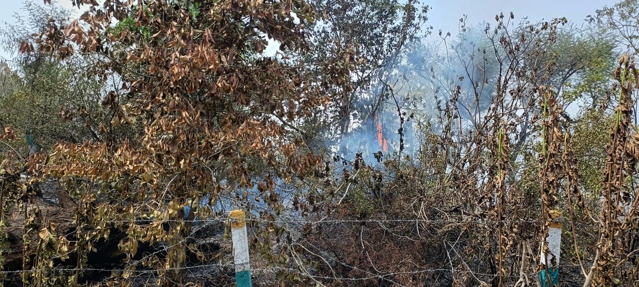 The havoc of fire in the forests continues, efforts are being made to control it