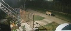 Leopard caught on CCTV