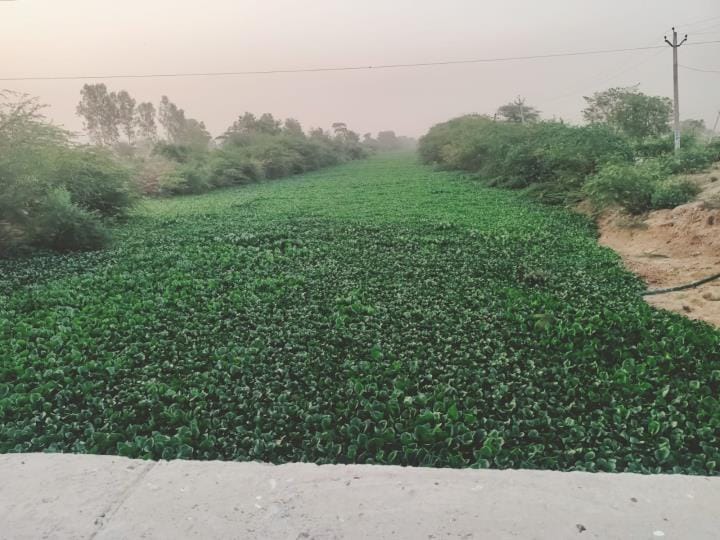 Kosi drain filled with water hyacinth