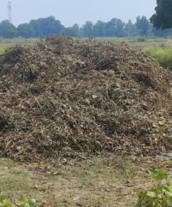 Moong-Urad crop harvested in rain-soaked fields
