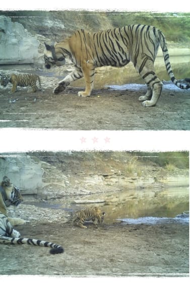 MT-6 tigress was suddenly seen roaming with cub in Mukundra Tiger Reserve