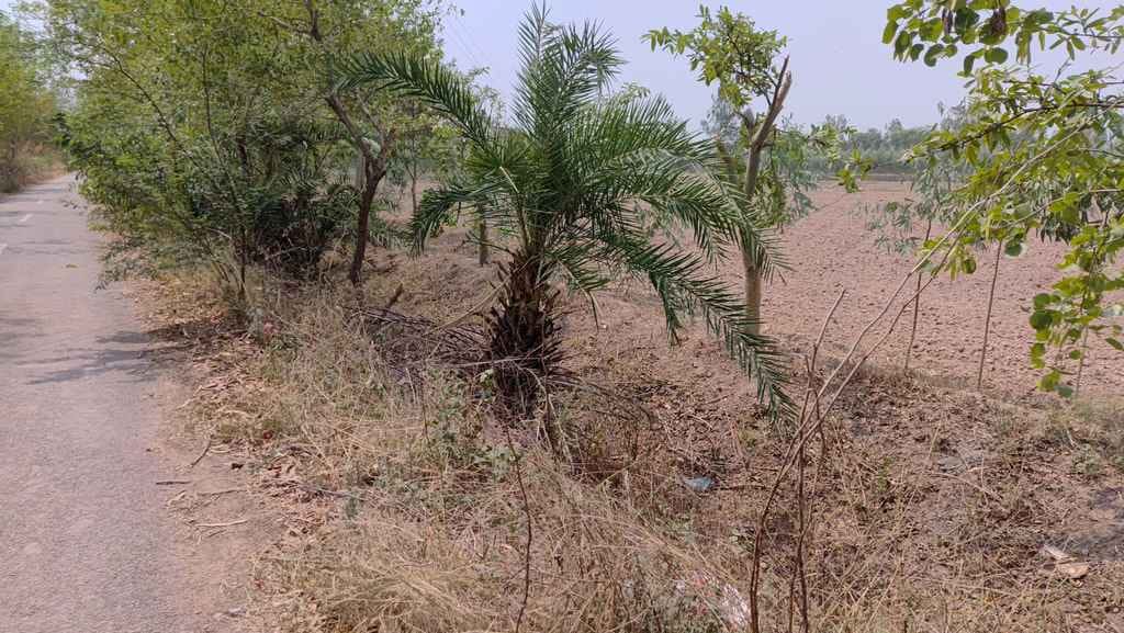 There is no arrangement for flood control on Ghaggar river