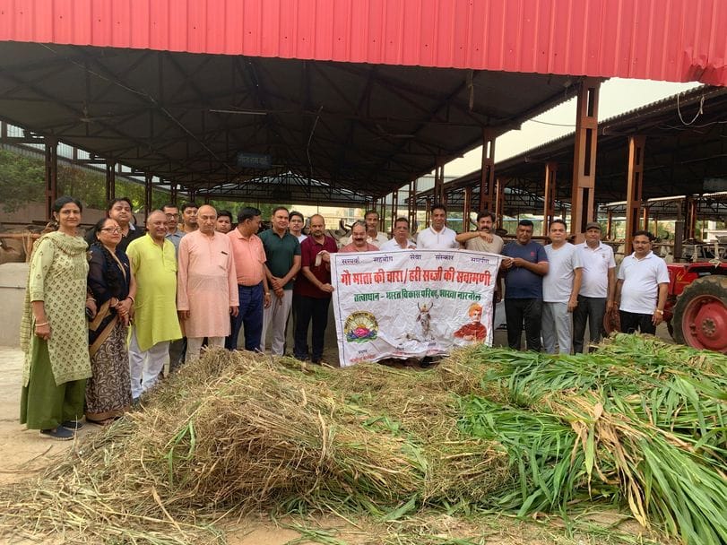 Green fodder plant planted in Gopal Gaushala