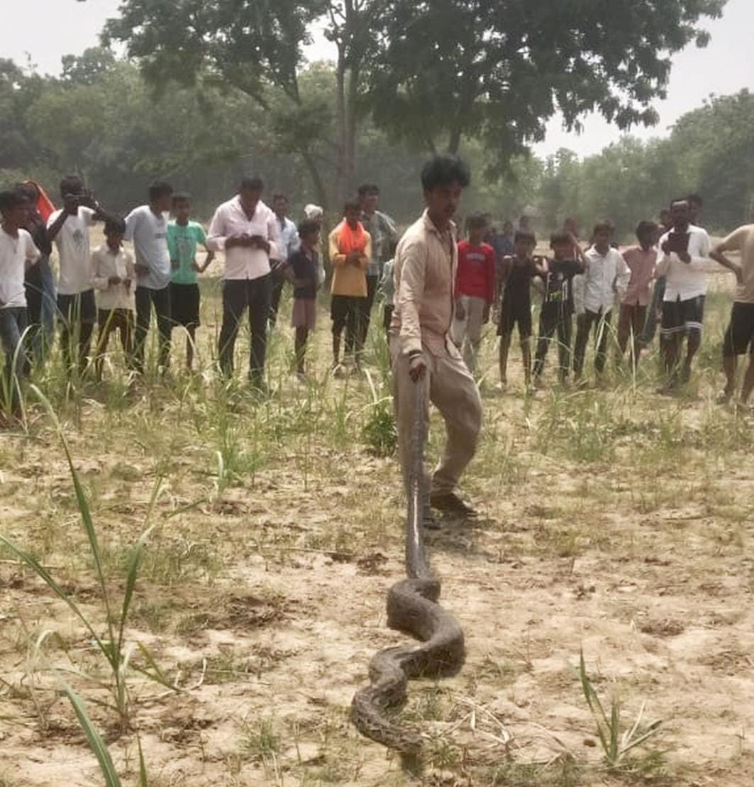 Python seen in Labudwa village, villagers panic