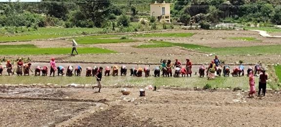 As soon as Ashadh started, paddy transplantation gained momentum in Borarau Ghati