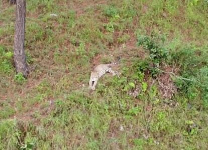 Leopard seen in broad daylight in Harsila village, panic among people