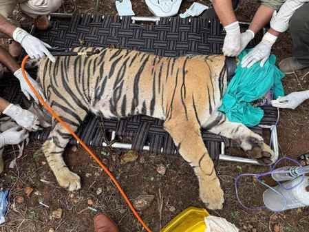 युवा बाघिन आरबीटी 2508 को रामगढ़ में किया शिफ्ट