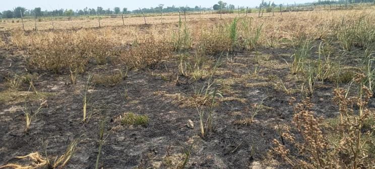 The bullies set the sugarcane crop on fire, the police was accused of negligence