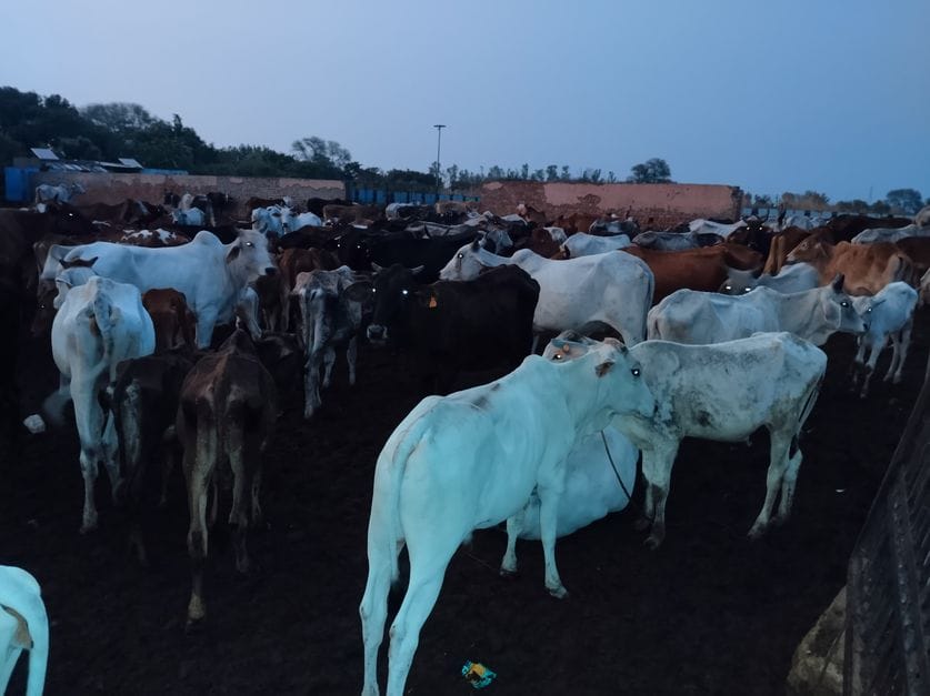 Paharwar Gaushala has 5 thousand more cattle than its capacity, five animals are dying every day in the heat