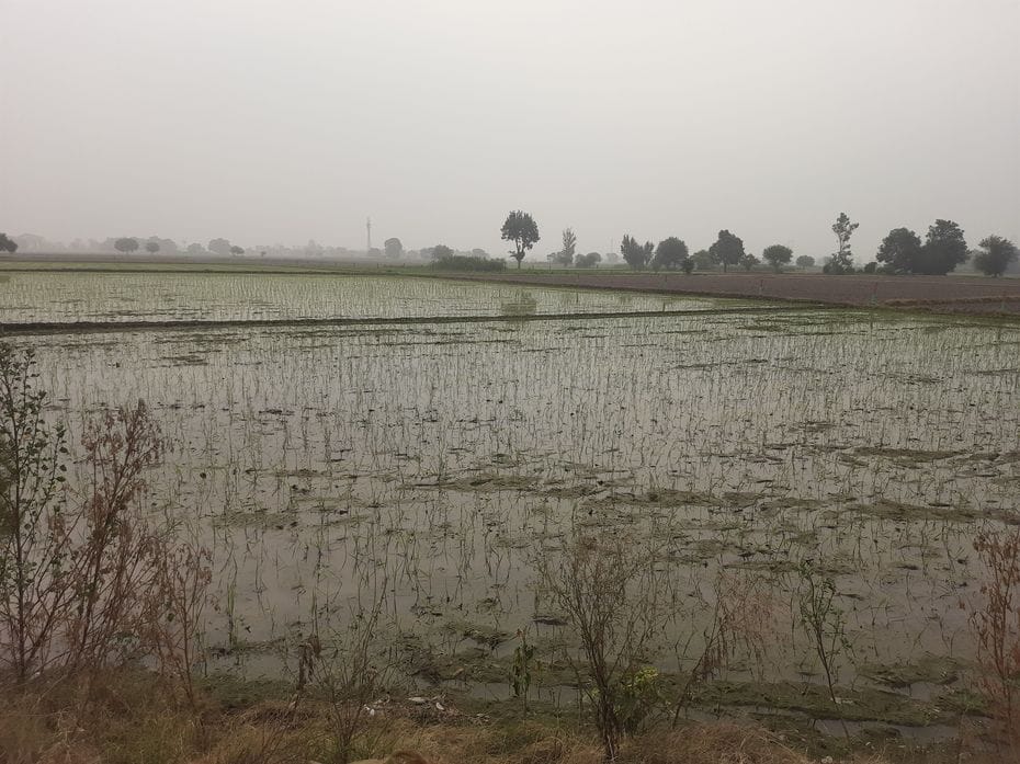 First administrative restrictions and now lack of DAP stopped paddy plantingFirst administrative restrictions and now lack of DAP stopped paddy planting