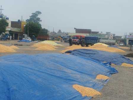 Temperature dropped due to drizzle, damage to maize and sunflower crops