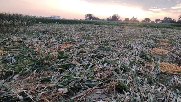 Rain washed away some people's dreams and some farmers were happy