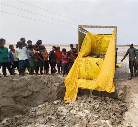 15 quintals of banned Thai Mangur recovered and buried