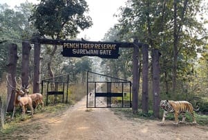 पेंच टाइगर रिजर्व सिवनी
