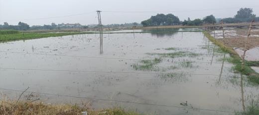 Relief from rain in the morning, sunshine increased humidity during the day