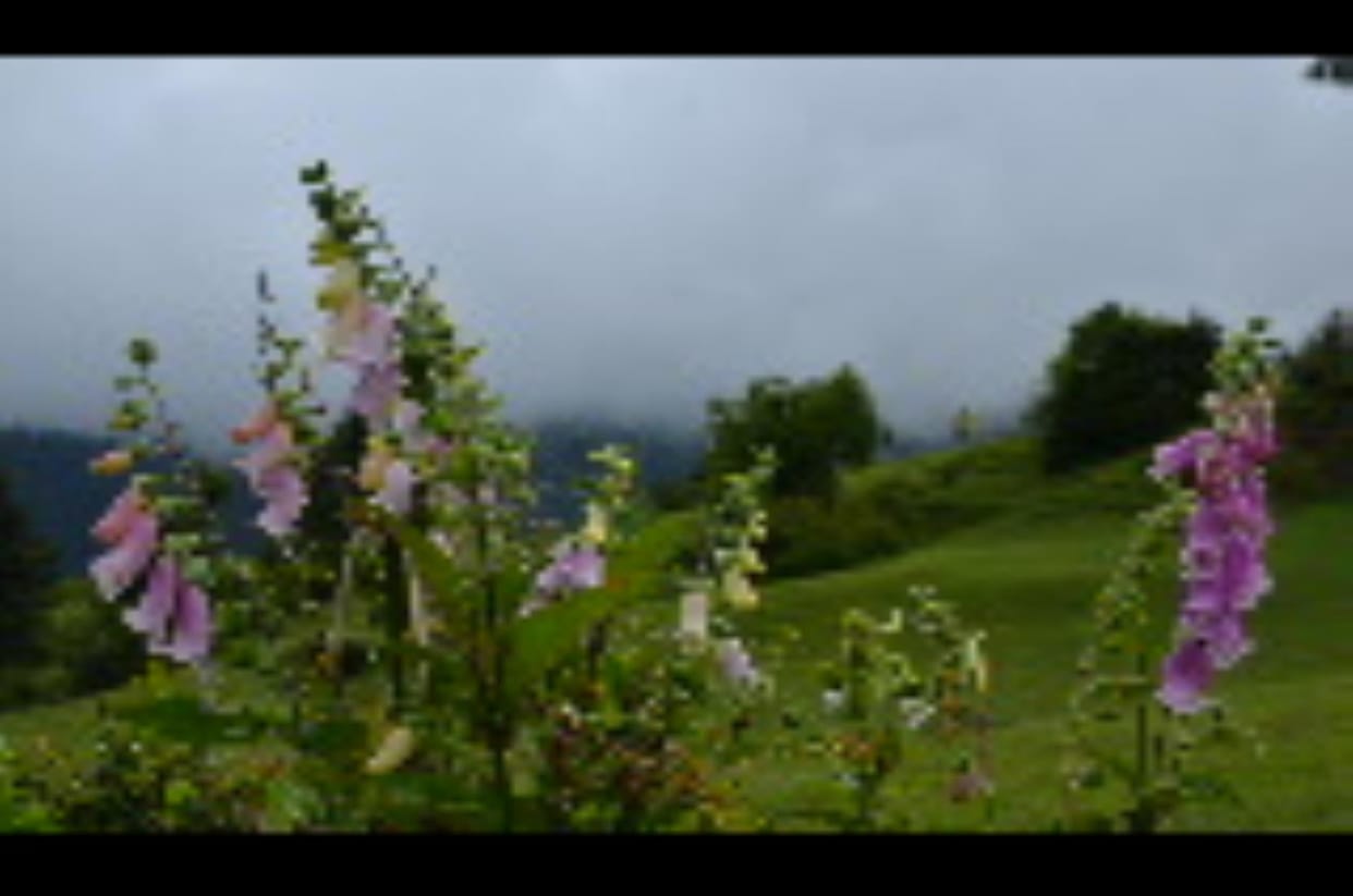The beautiful valleys of Tilapushpi flowers are attracting tourists