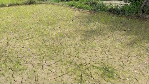 Rice nurseries on the verge of drying up due to lack of water in the canals